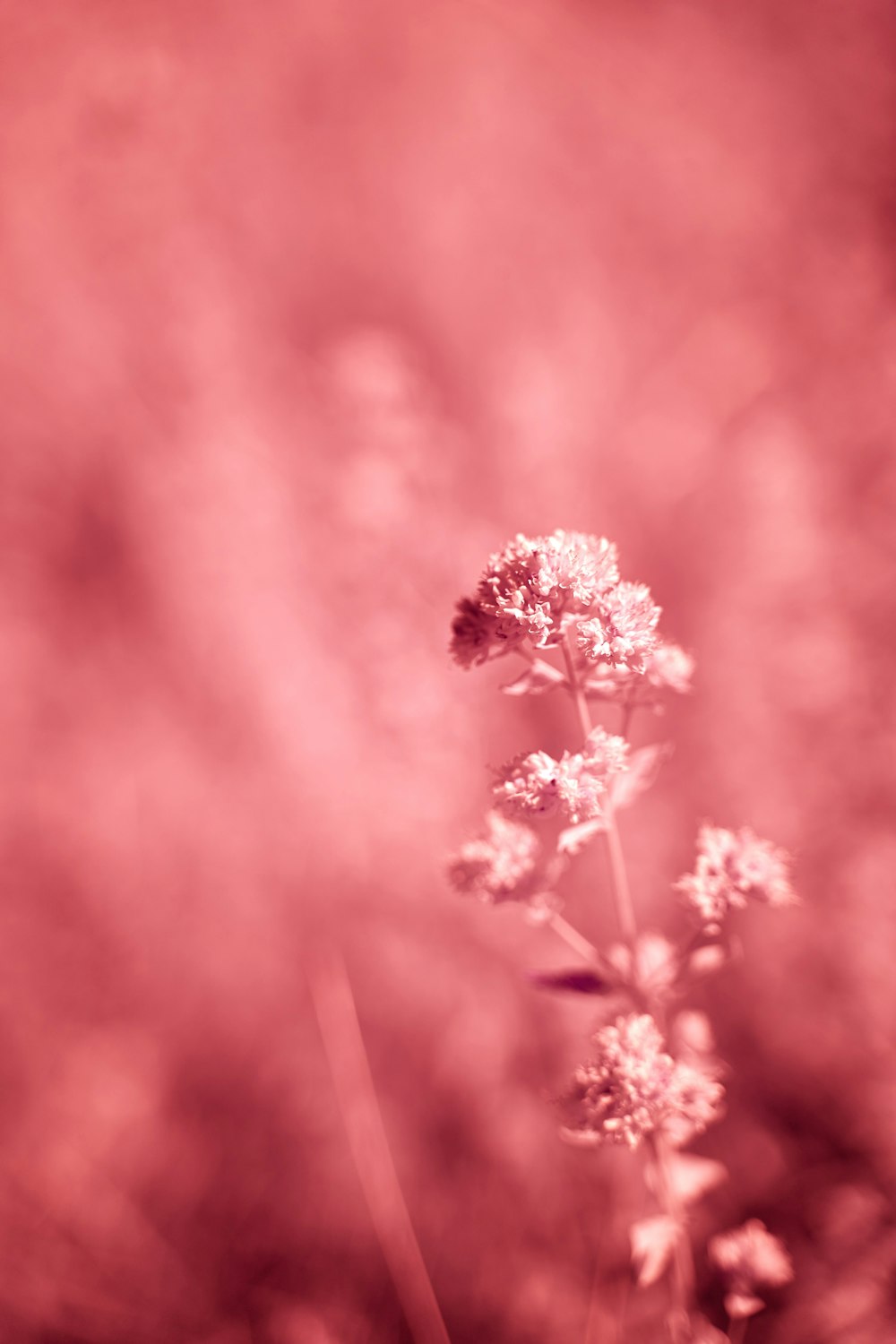 pink flowers in tilt shift lens