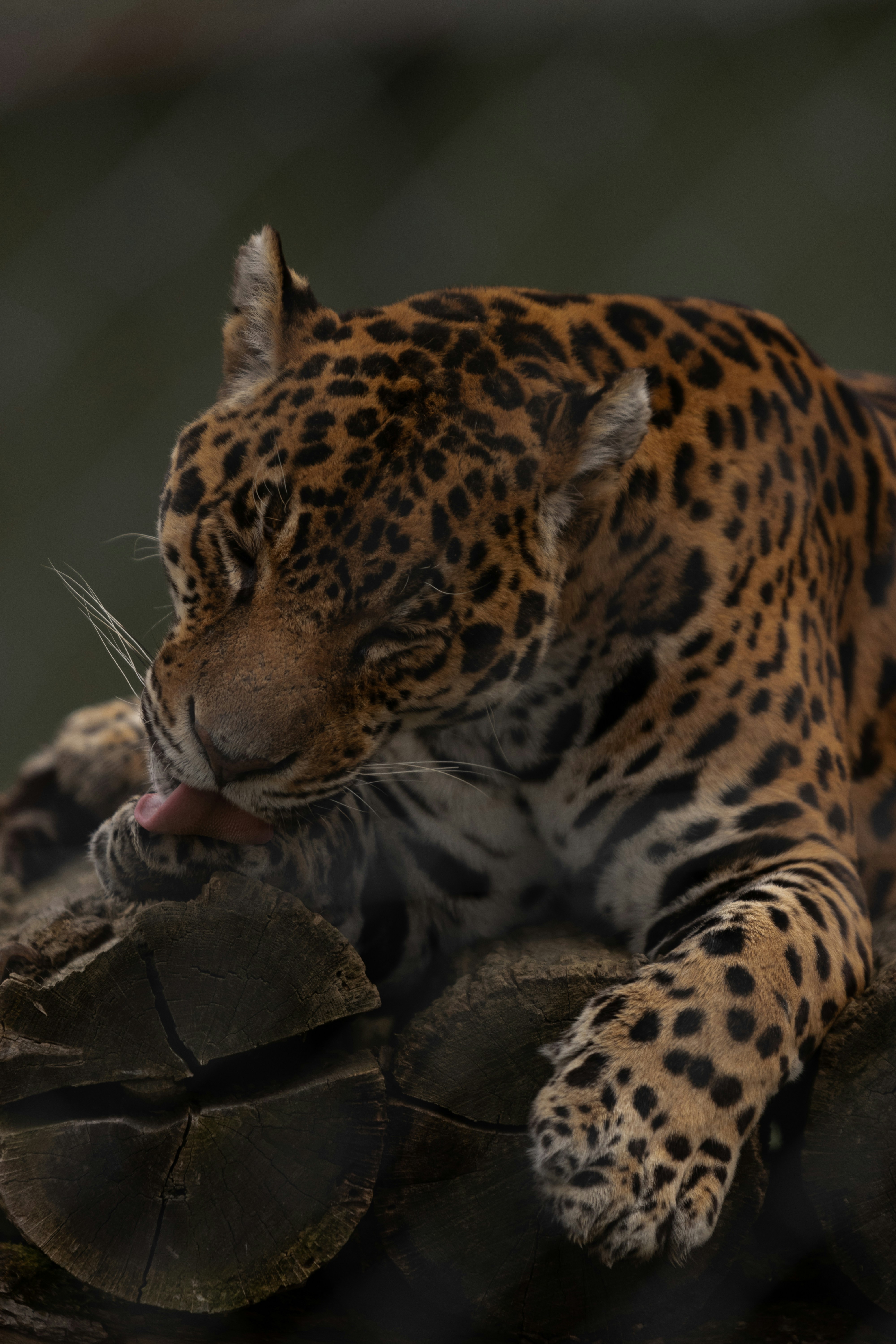 Jaguars Cracking Turtle Shells with Precision (image credits: unsplash)
