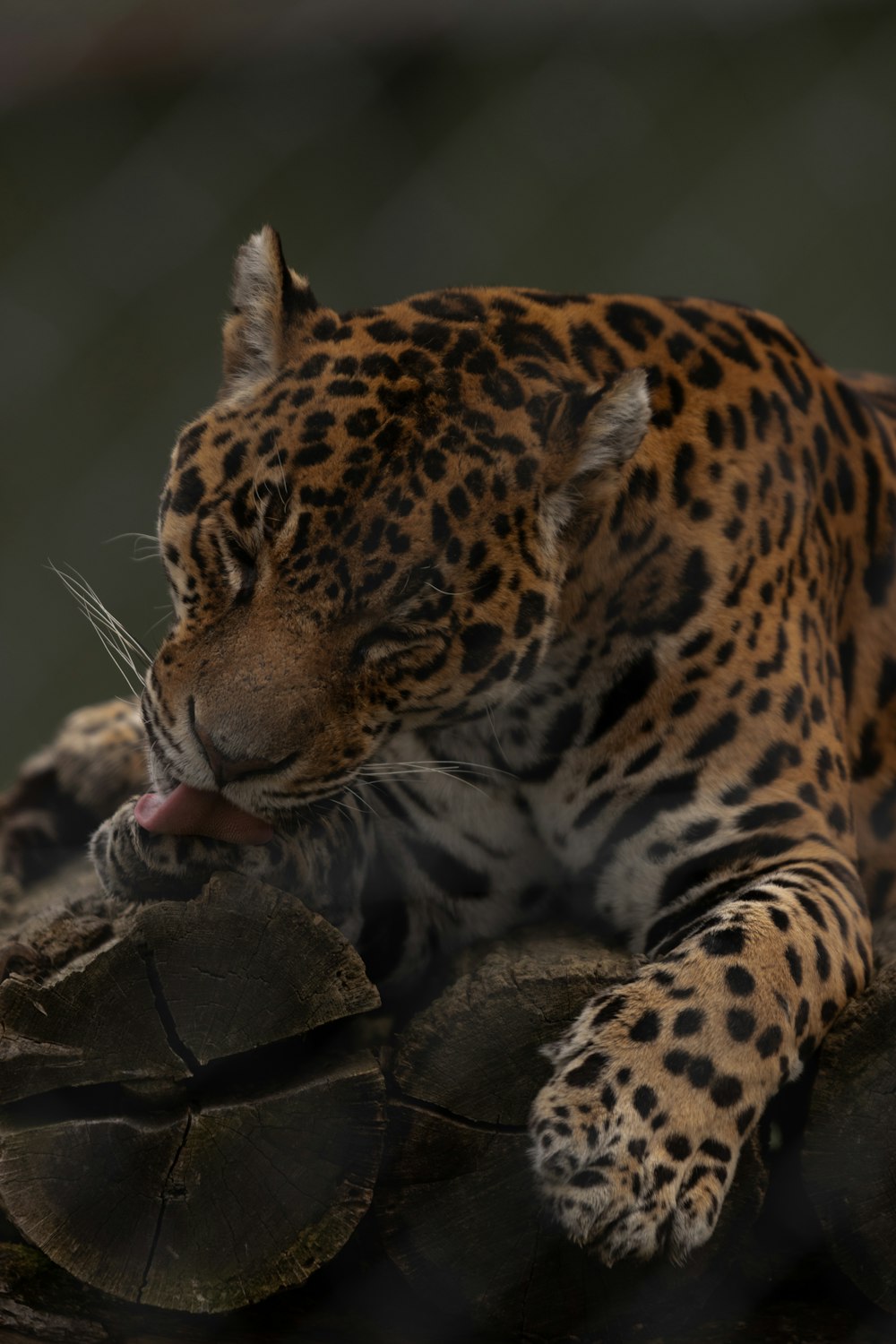 brown and black leopard on brown rock