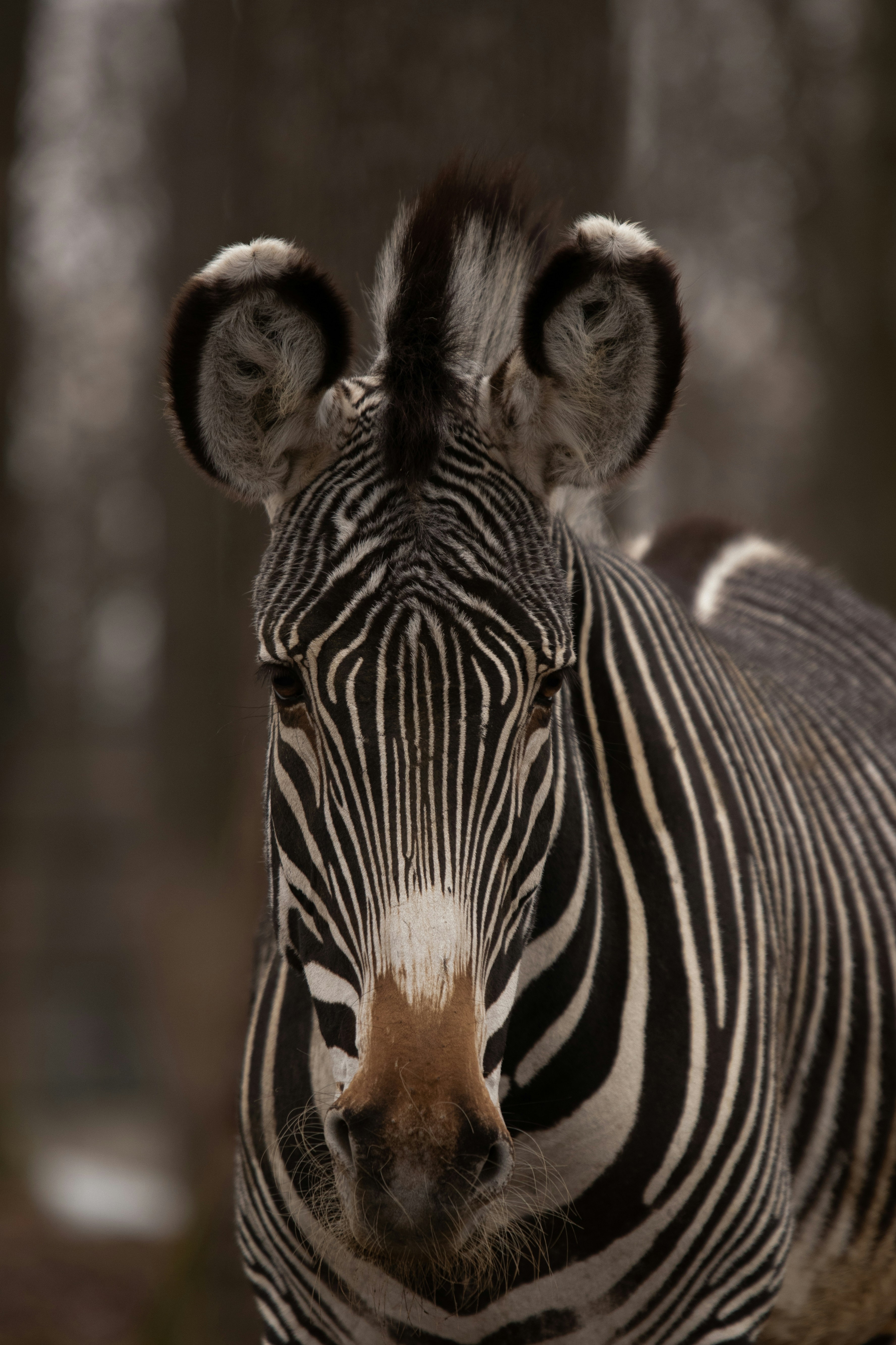 シマウマの接写の写真 Unsplashで見つけるシマウマの無料写真