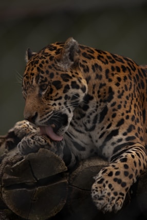 brown and black leopard on brown wooden log