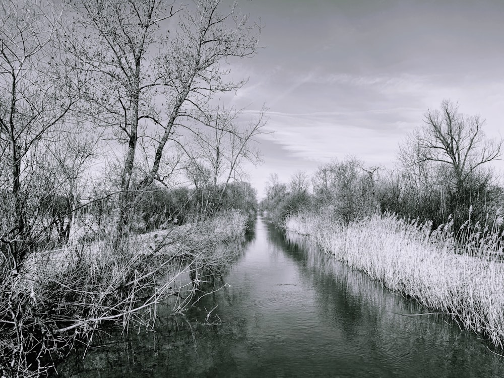 leafless trees beside river under cloudy sky