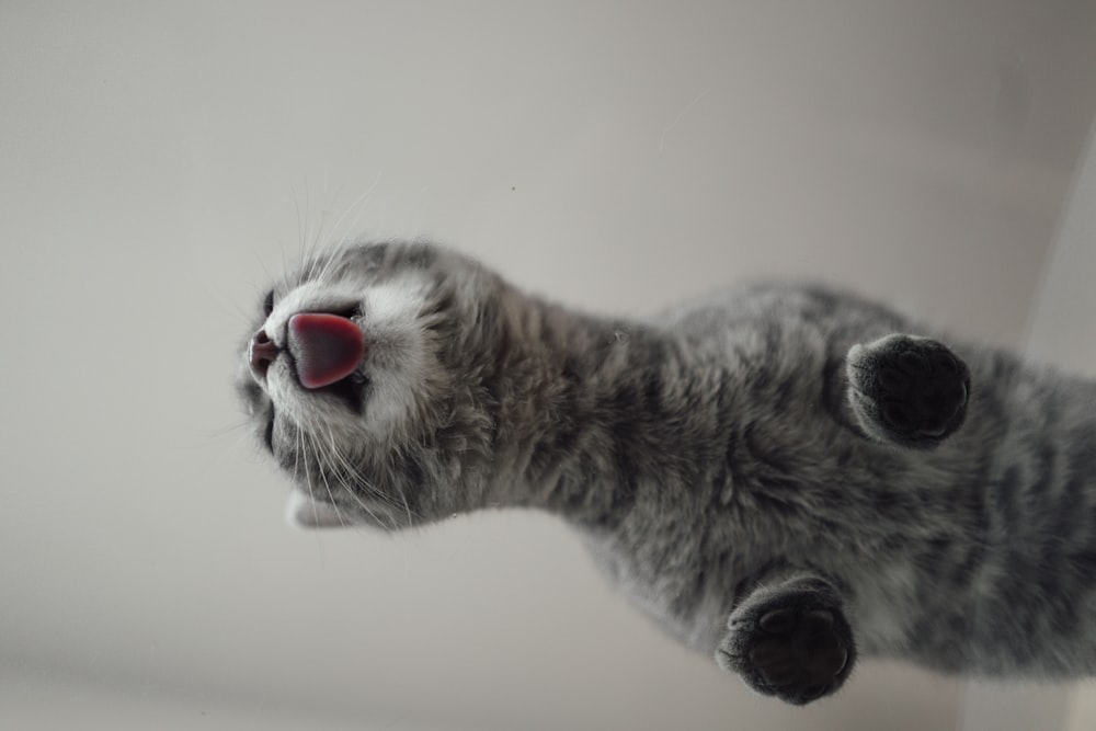 grey and white cat with red eyes