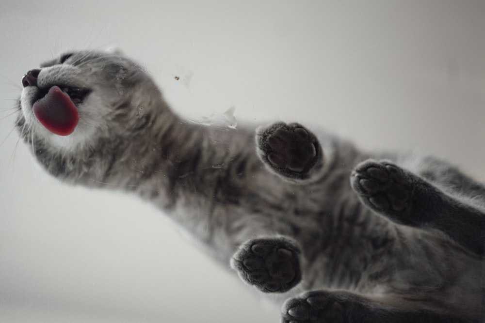 white and gray cat on white surface