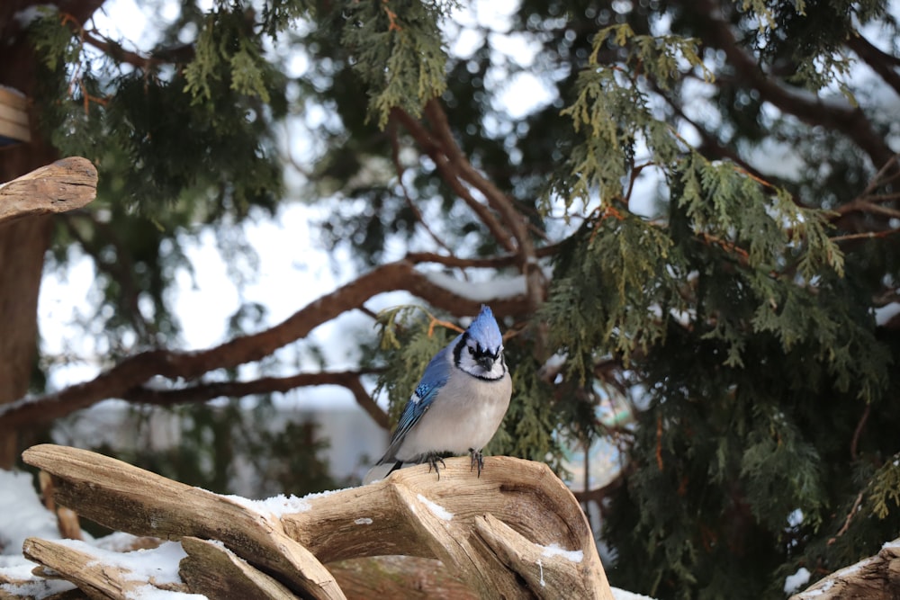 blue and white bird on brown tree branch during daytime