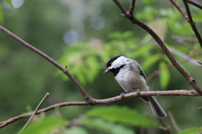 white and black bird on brown tree branch