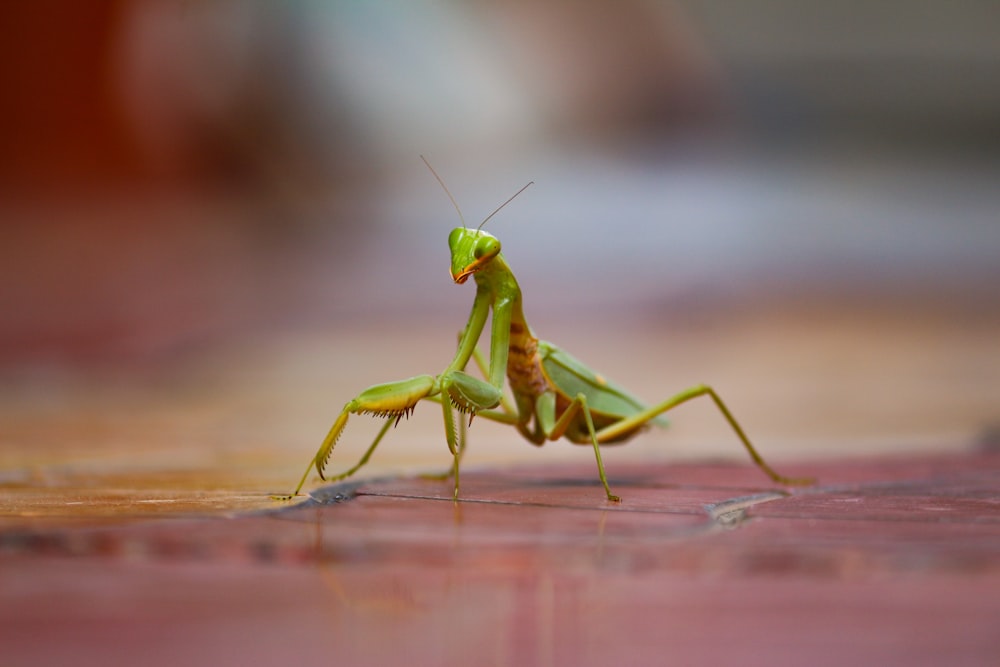 green praying mantis on brown wooden table