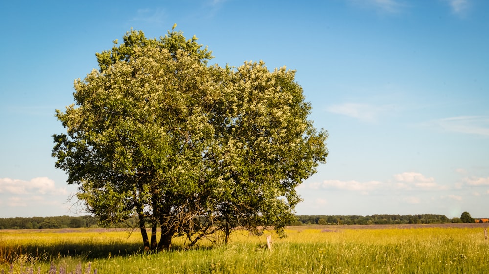 green tree on green grass field during daytime