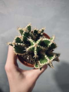 A close-up of hands gently holding a small potted cactus with soil.