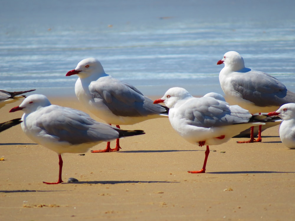 white and gray bird on brown wooden surface