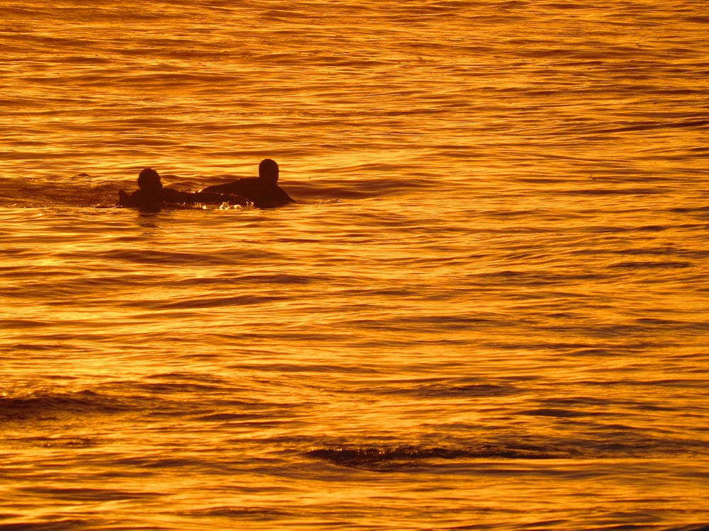 silhouette of 2 people swimming on sea during sunset