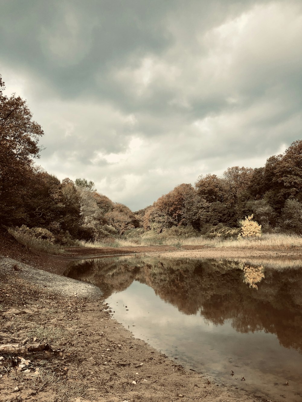 green and brown trees beside river under blue sky during daytime