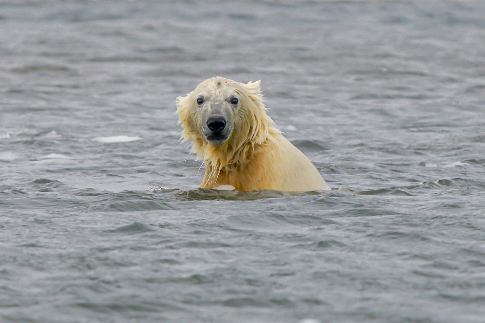 white polar bear on water during daytime