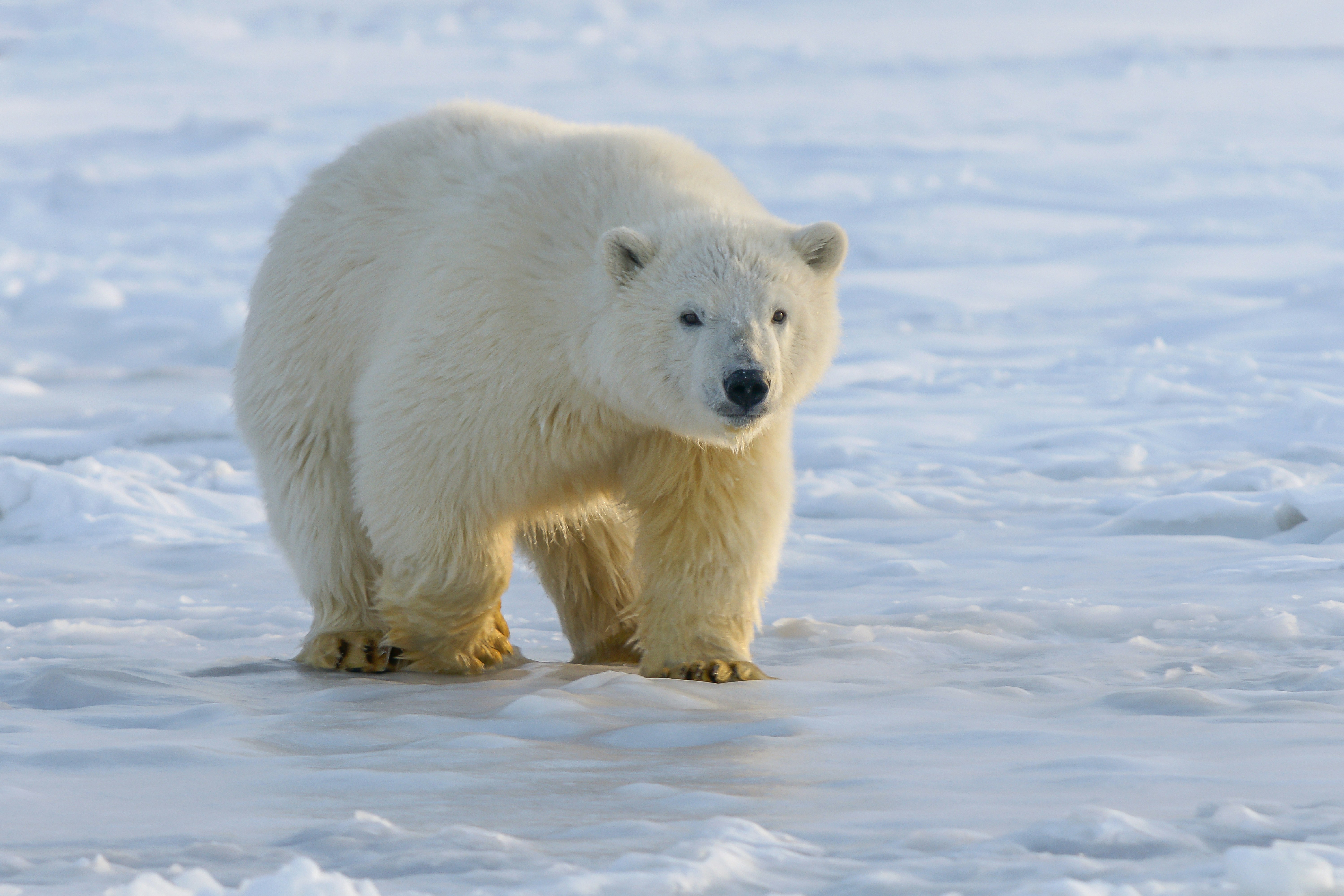 polar bear on snow covered ground during daytime, Young polar bear, northern Alaska