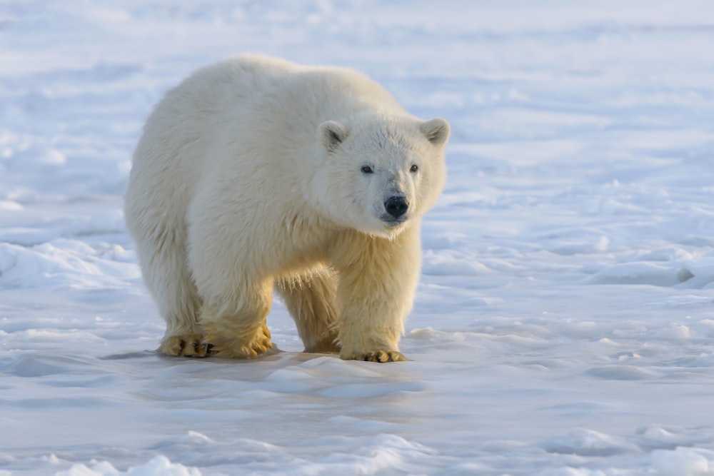 polar bear on snow covered ground during daytime