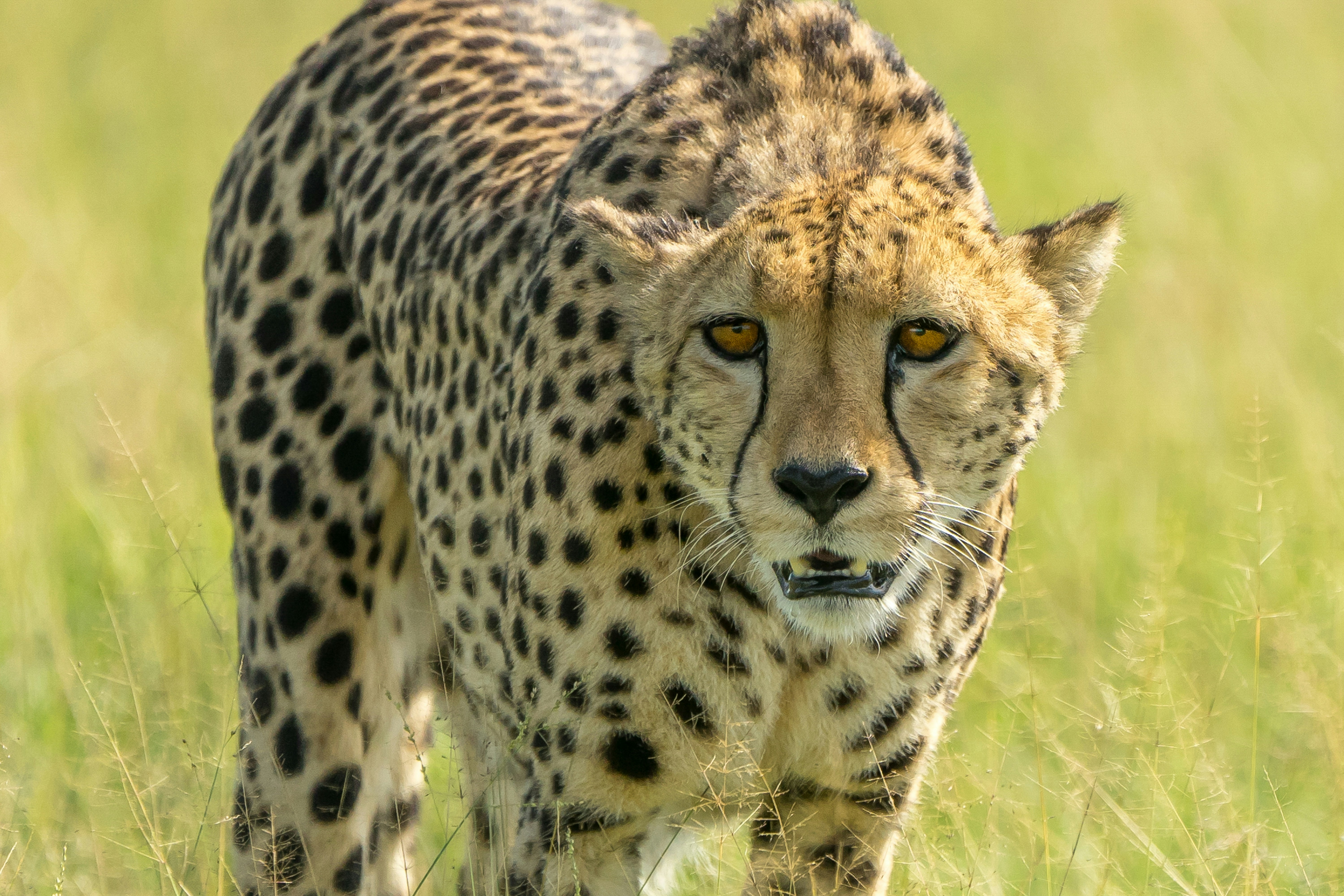 brown and black cheetah on green grass field during daytime
