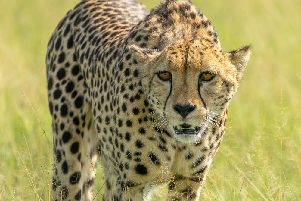 brown and black cheetah on green grass field during daytime