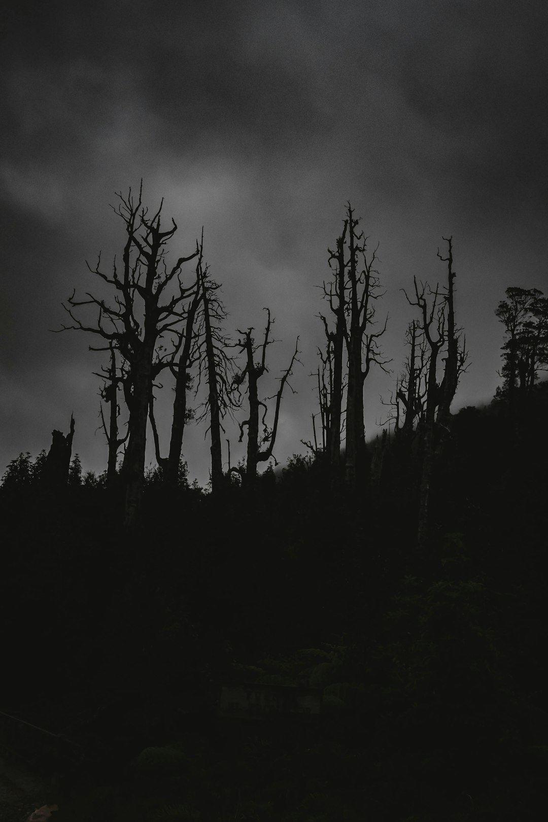 silhouette of trees under cloudy sky