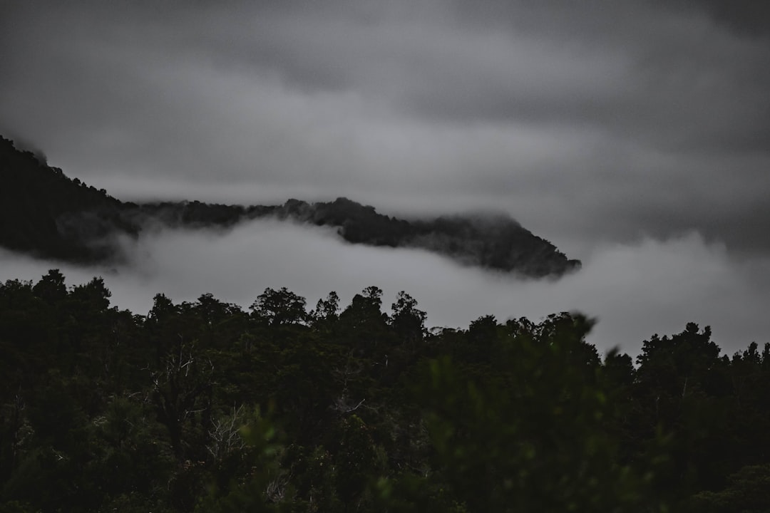 green trees near sea of clouds