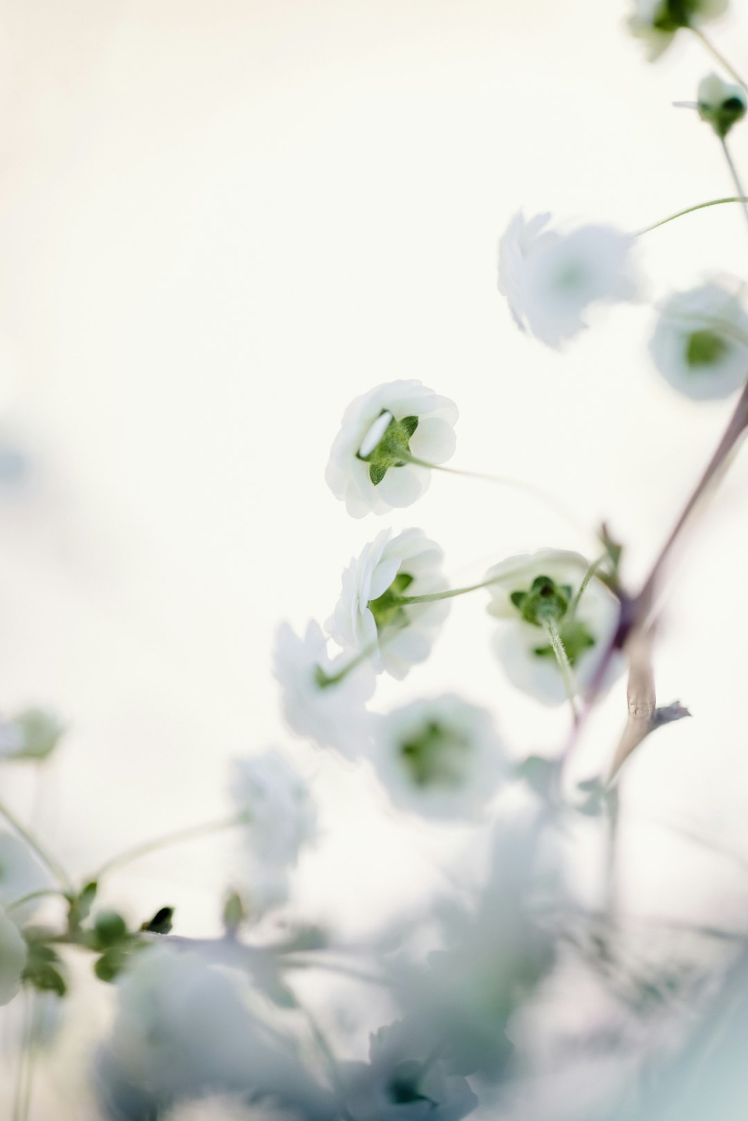 white flowers in tilt shift lens