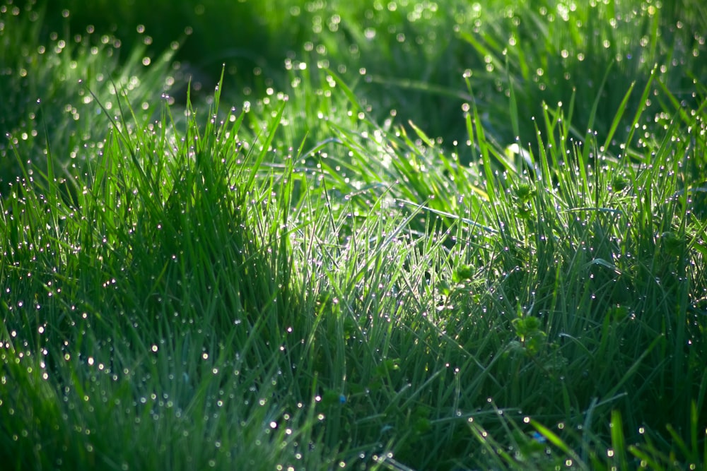 green grass with water droplets