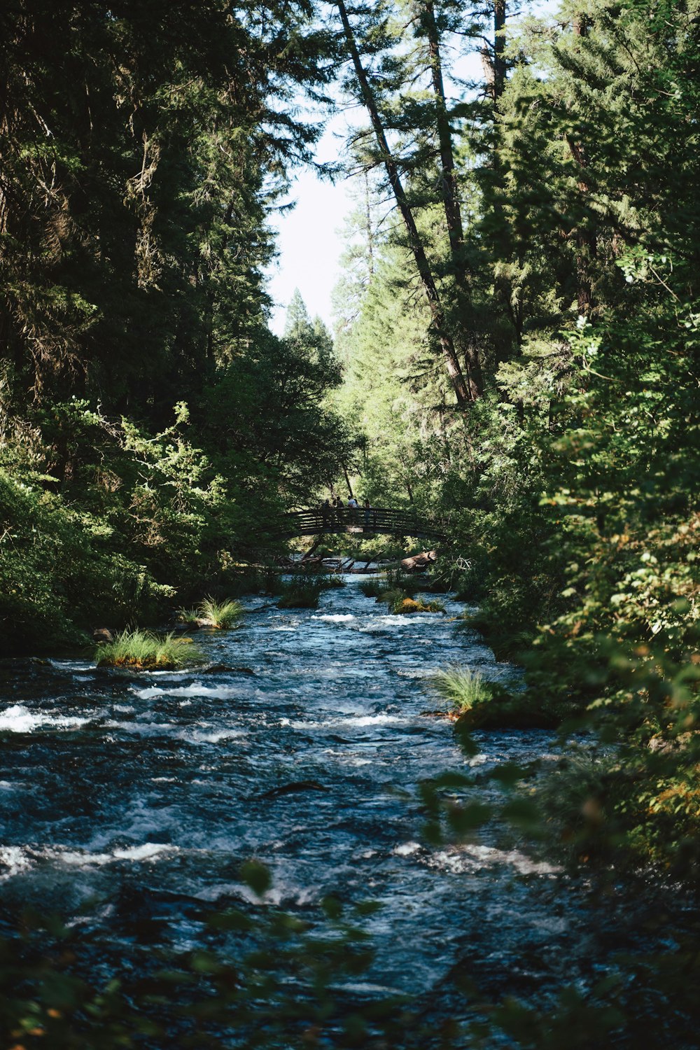 Grüne Bäume am Fluss während des Tages