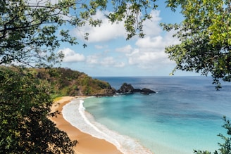 green trees on seashore during daytime