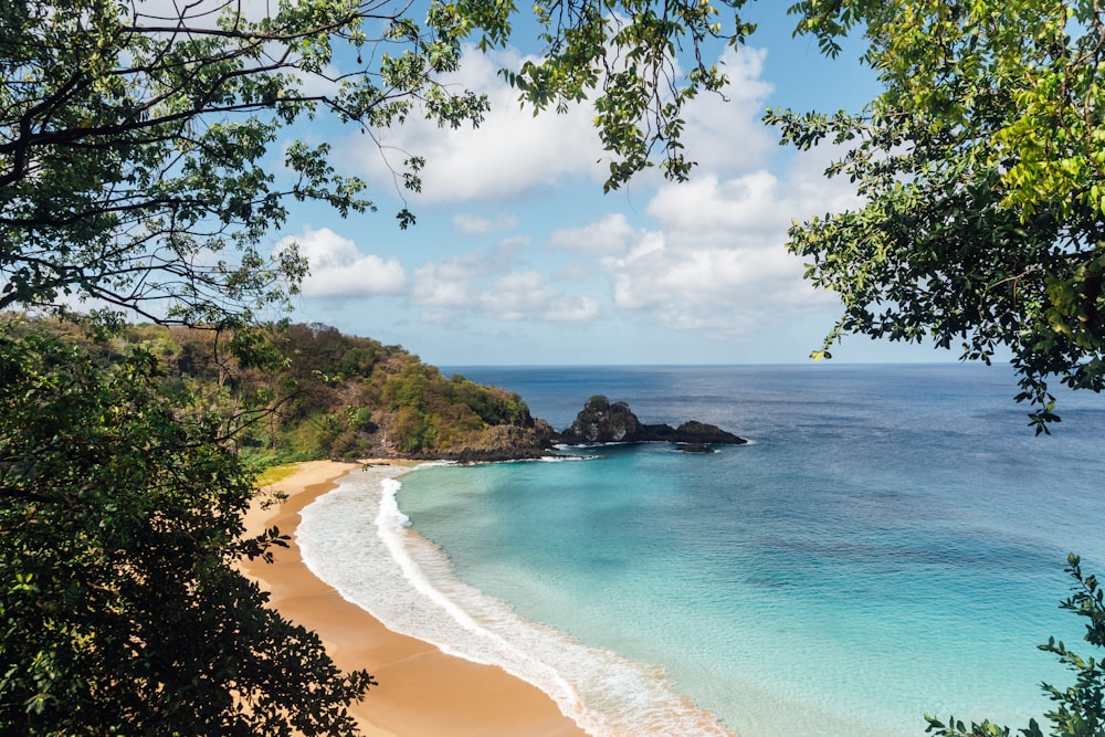 green trees on seashore during daytime