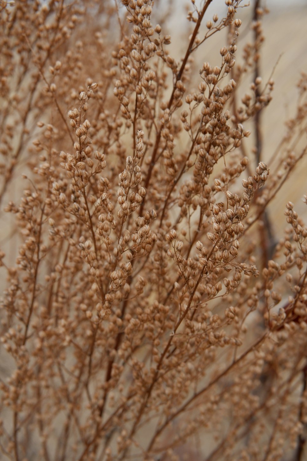 brown plant in close up photography