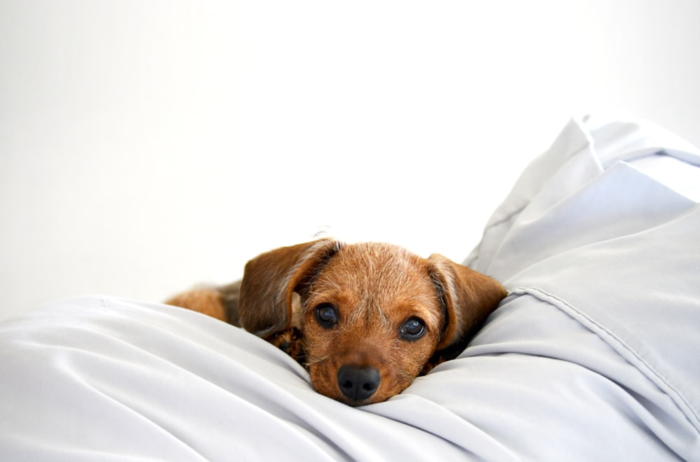 brauner kurzhaariger kleiner Hund, der auf weißem Textil liegt