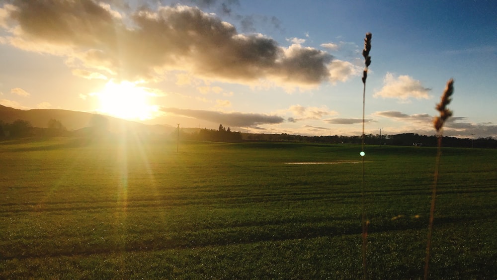 person standing on green grass field during sunset