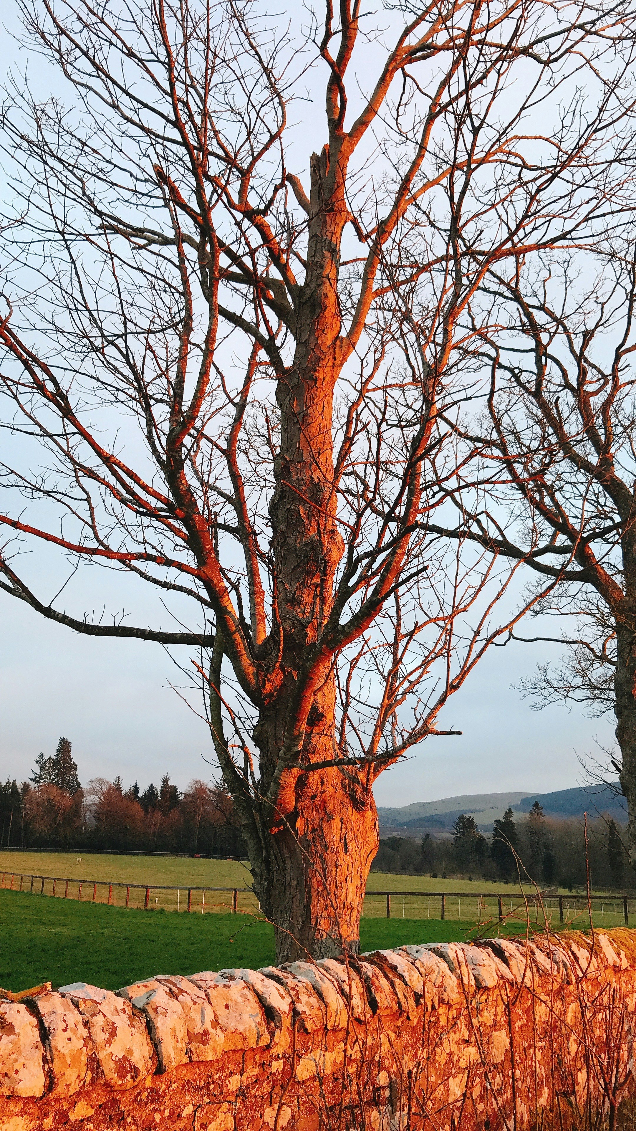 brauner blattloser Baum auf grünem Grasfeld tagsüber