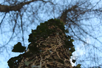 A close-up of a gardener clearing ivy from a tree trunk with gloves.