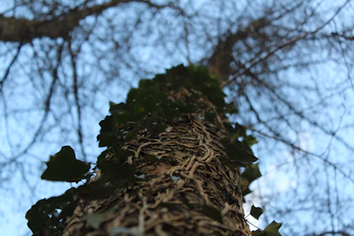 A close-up of a gardener clearing ivy from a tree trunk with gloves.