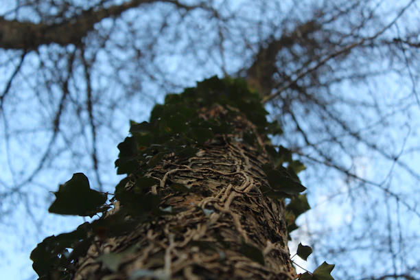 Close-up of a tree branch being carefully cleared of mistletoe and ivy by a skilled arborist.