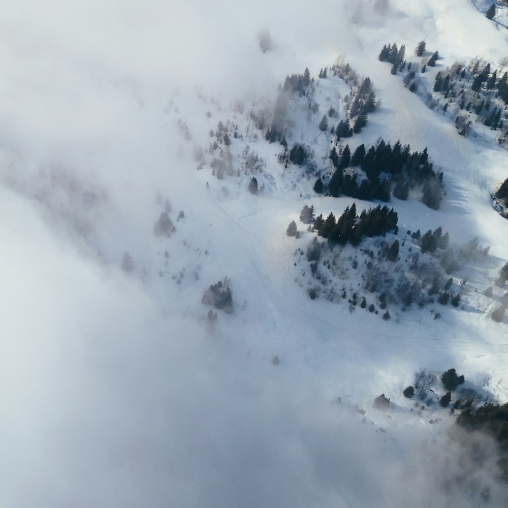 snow covered pine trees under white clouds