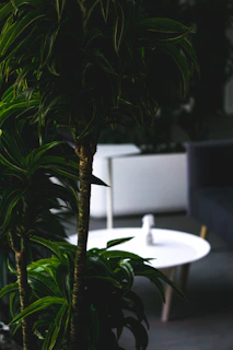 A tall artificial plant with lush green leaves standing beside a modern sofa, brightening the room.