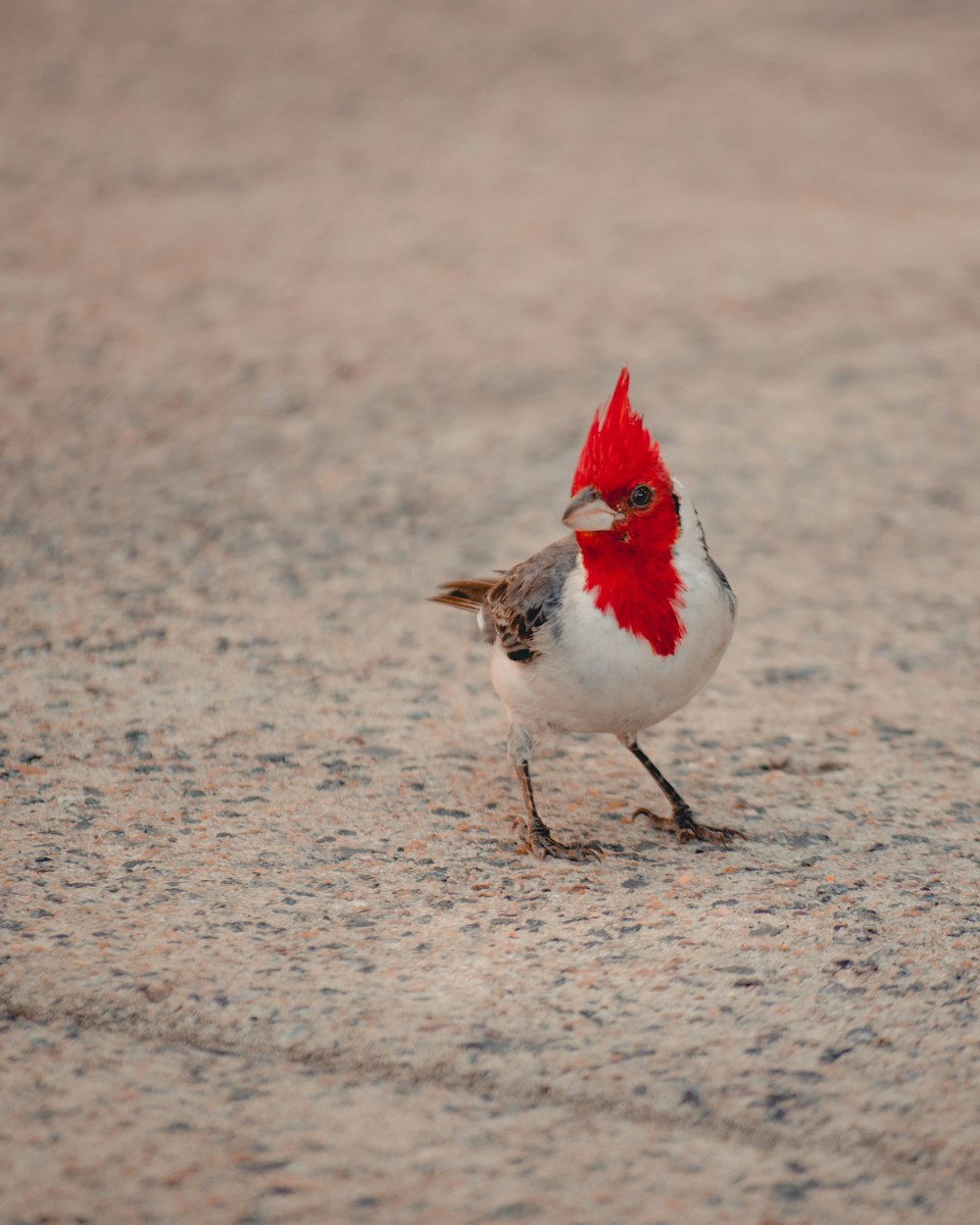 낮에는 갈색 모래에 흰색과 빨간색 새