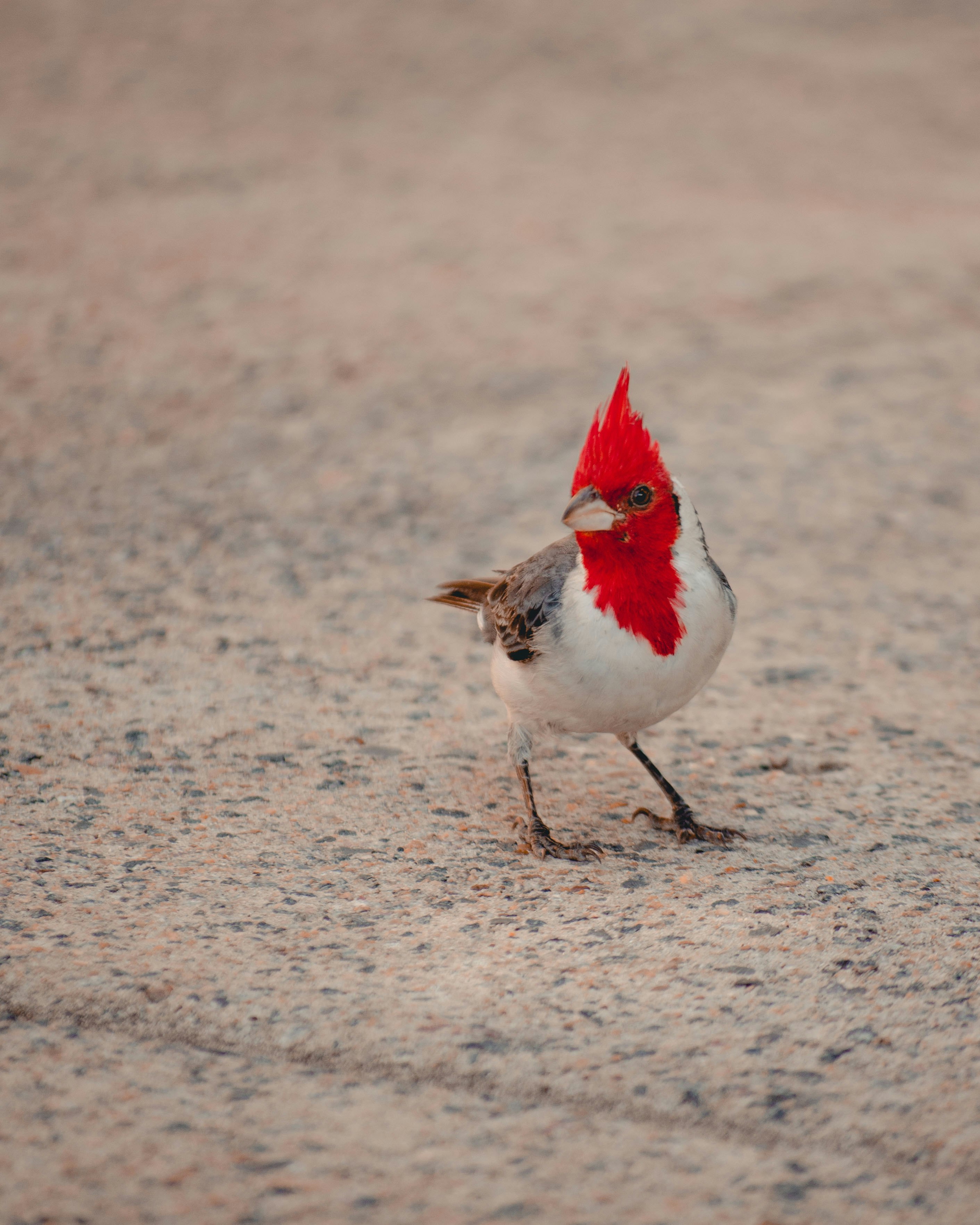 white and red bird on brown sand during daytime