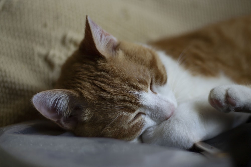 orange and white tabby cat lying on gray textile