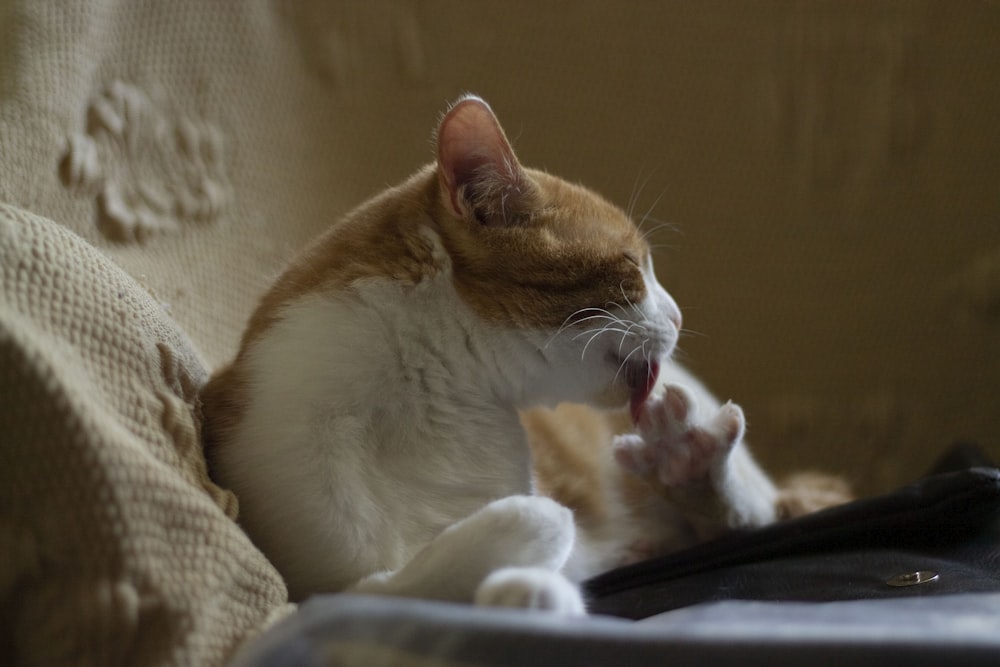 orange and white cat lying on white textile