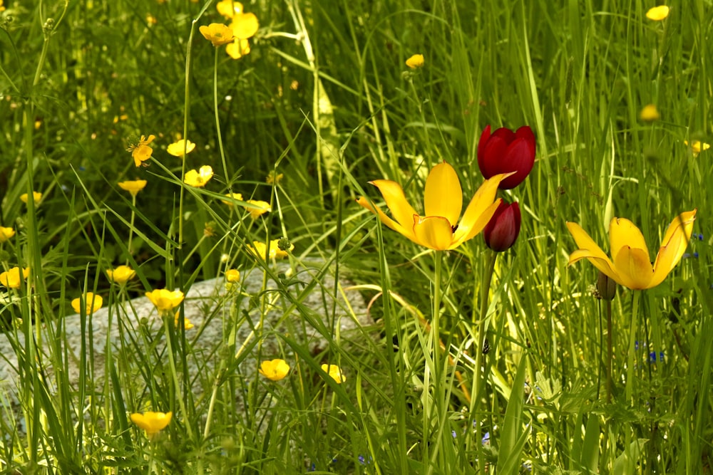 red and yellow tulips in bloom during daytime