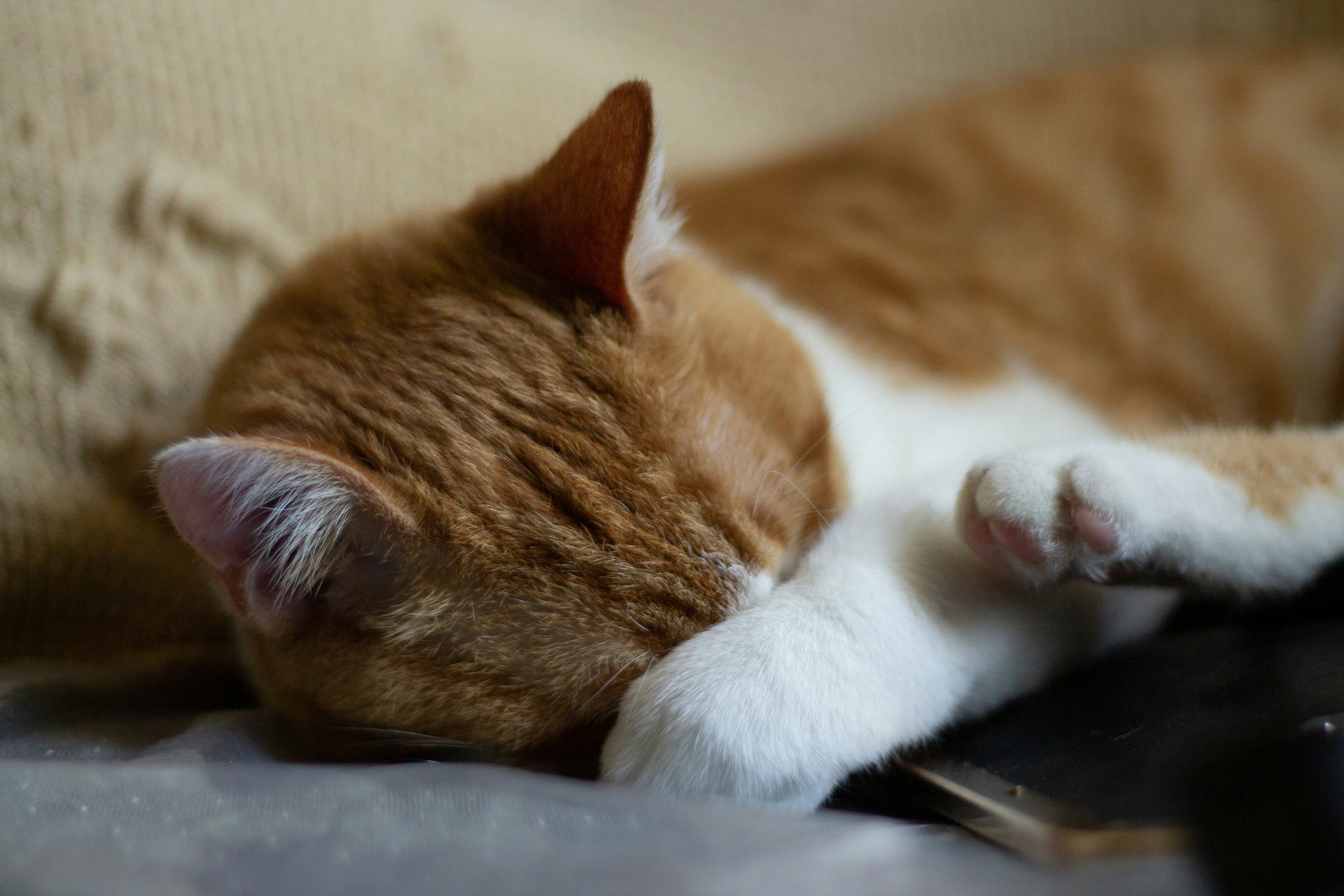 orange tabby cat lying on blue textile