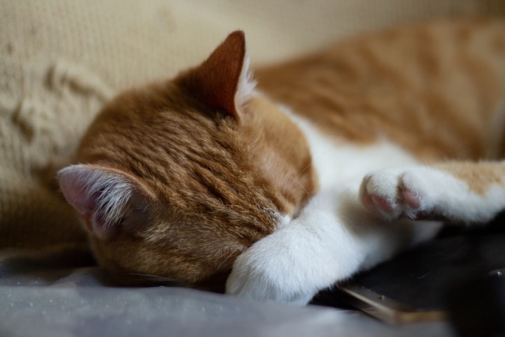 gatto soriano arancione sdraiato su tessuto blu