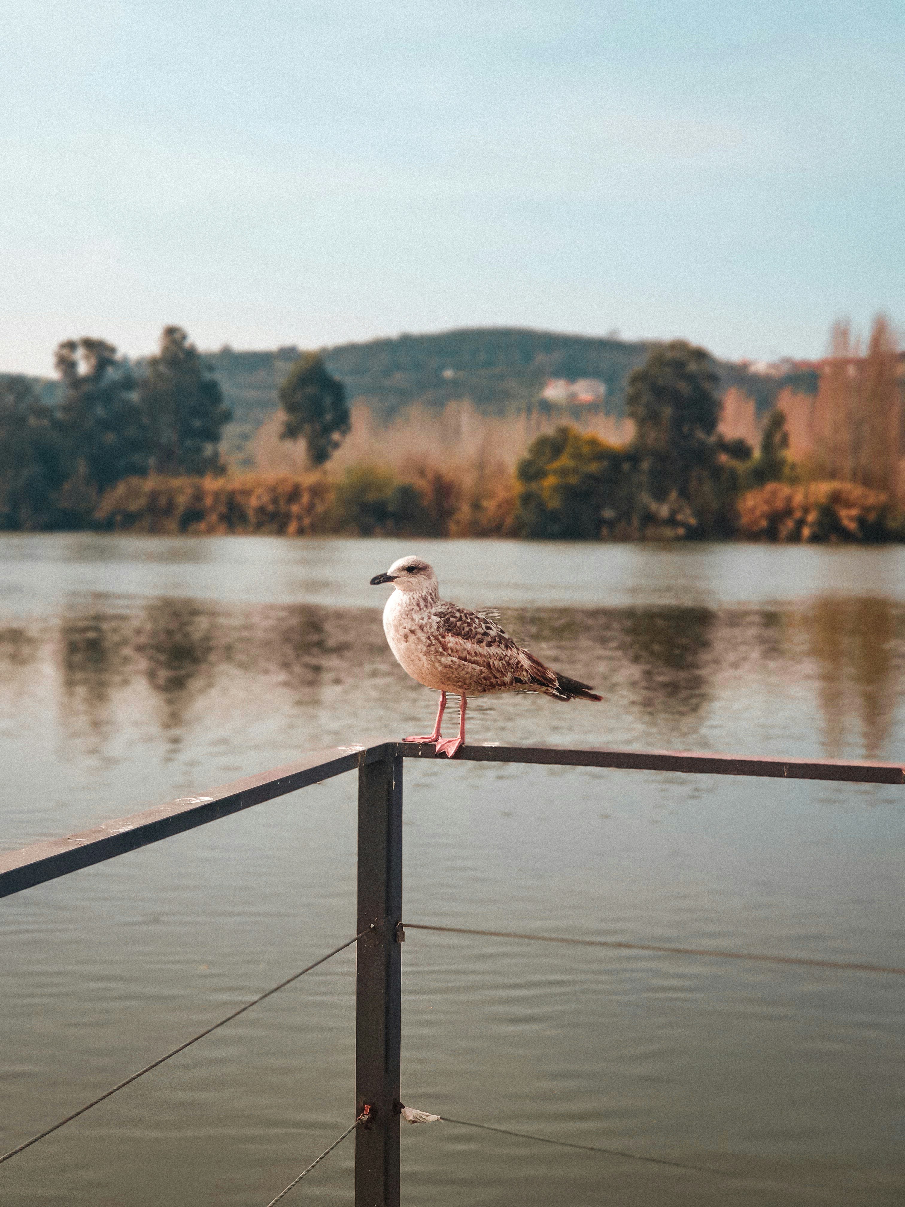Leiria and Fátima — History and Pilgrimage in One Direction
