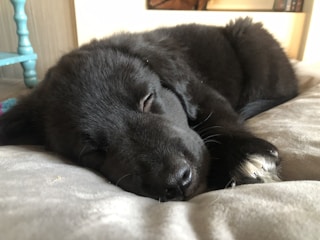 A calm dog resting peacefully on a cozy bed indoors.