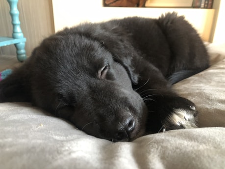 A calm dog resting peacefully on a cozy bed indoors.