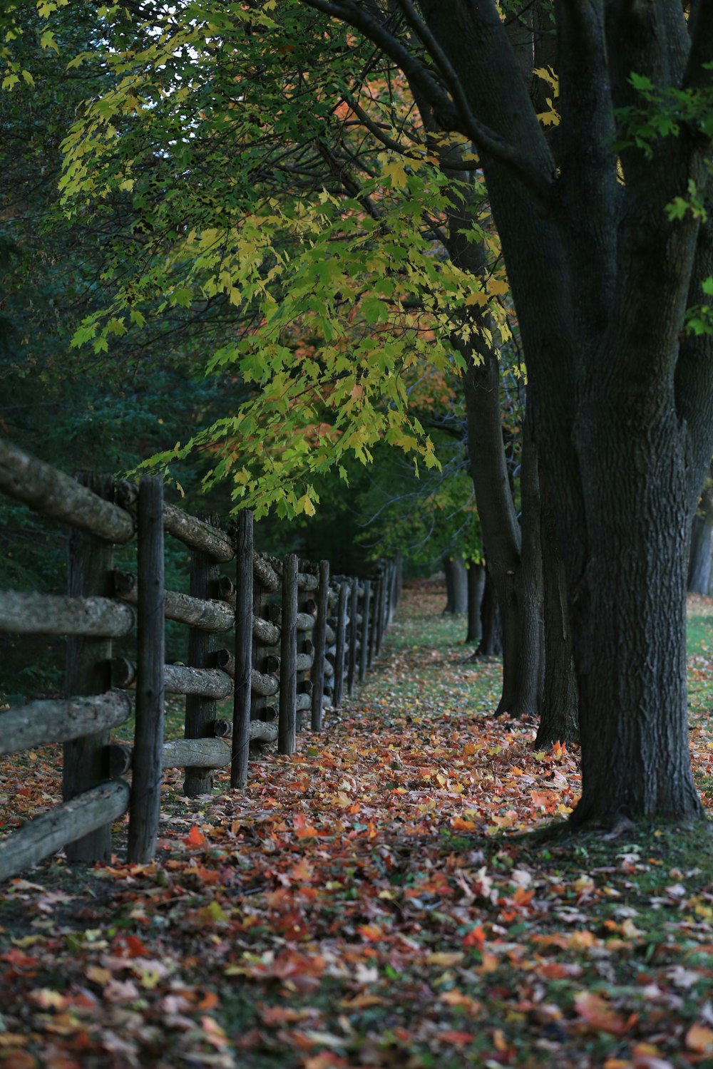 昼間の緑と茶色の木々の近くの茶色の木製の柵