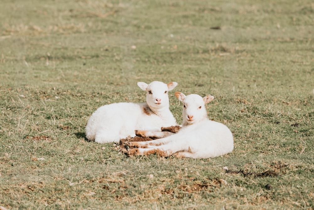 cabras brancas no campo de grama marrom durante o dia