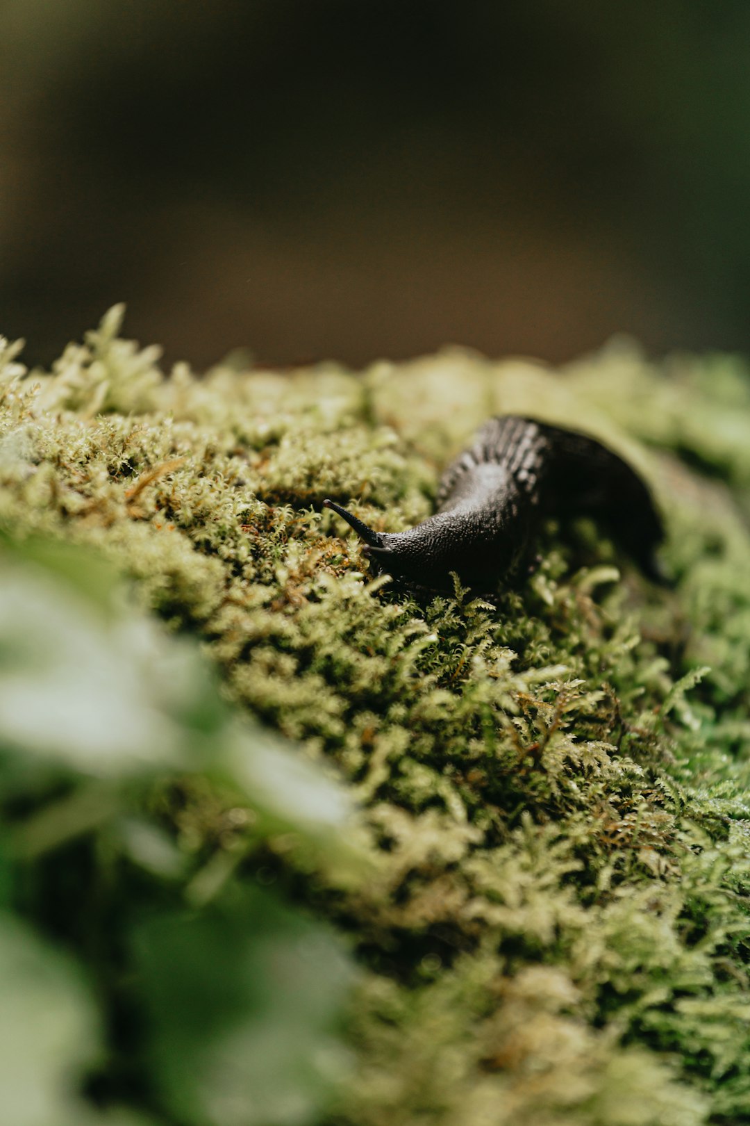 black and white caterpillar on green grass during daytime